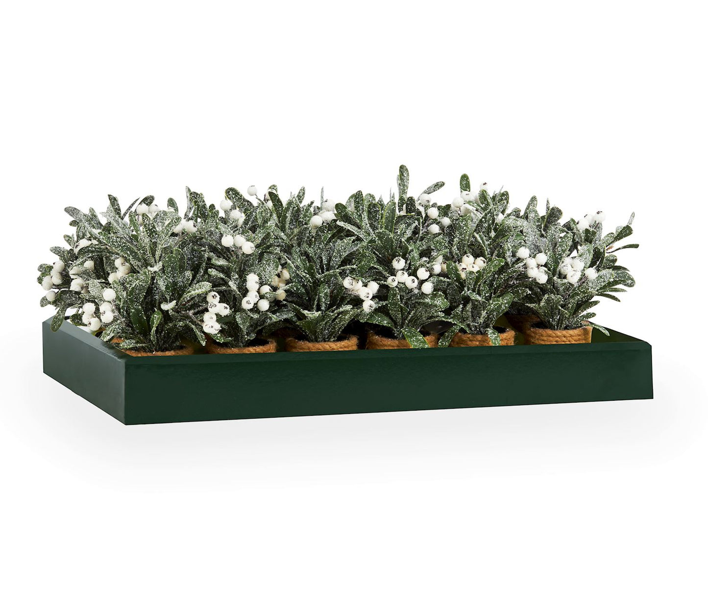 Mistletoe Potted Leaf Plant