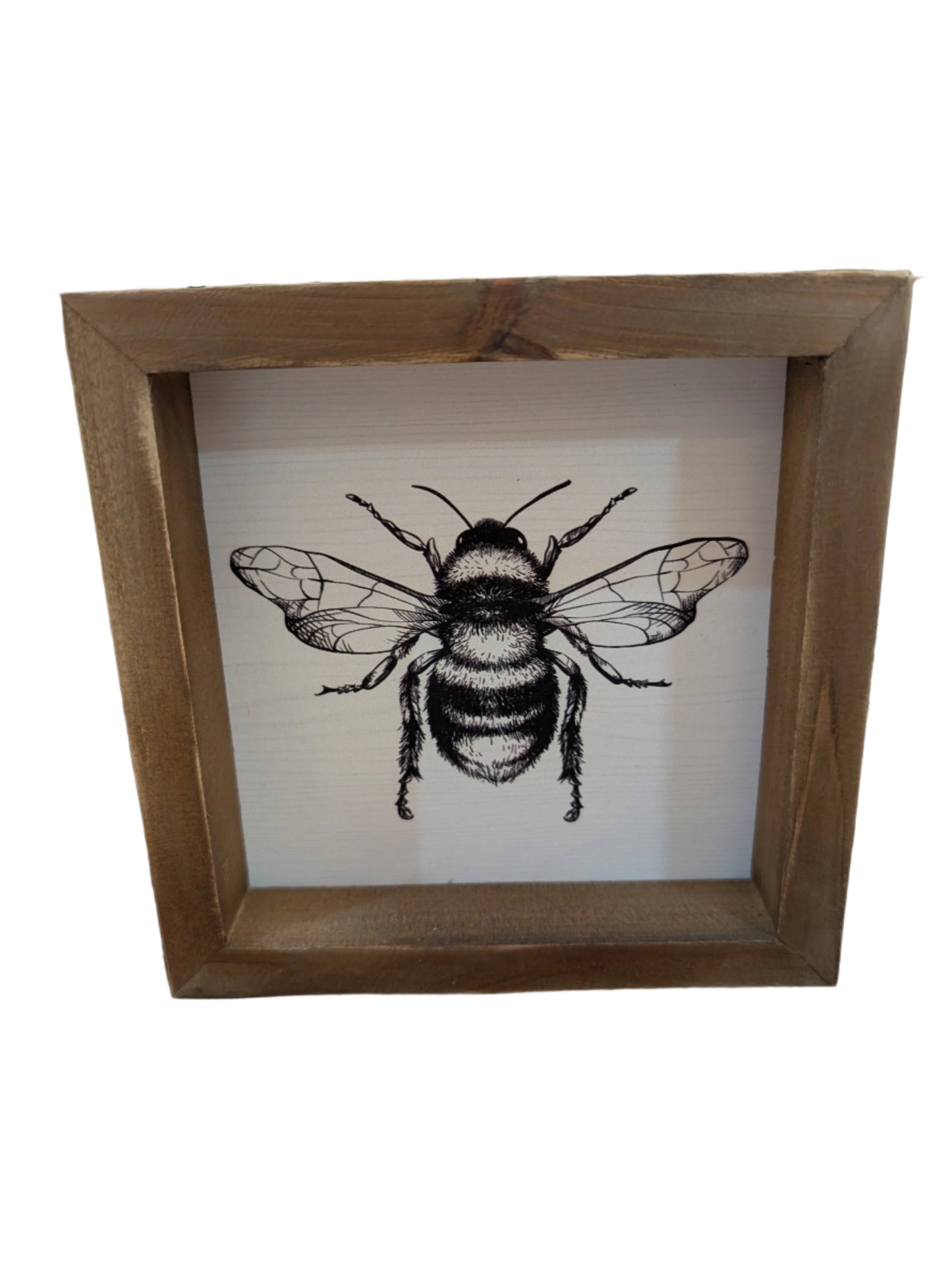 Square Framed Insect Art