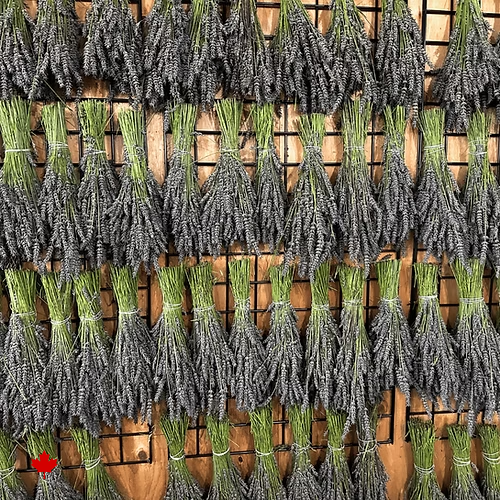 Dried French Lavender Bundle