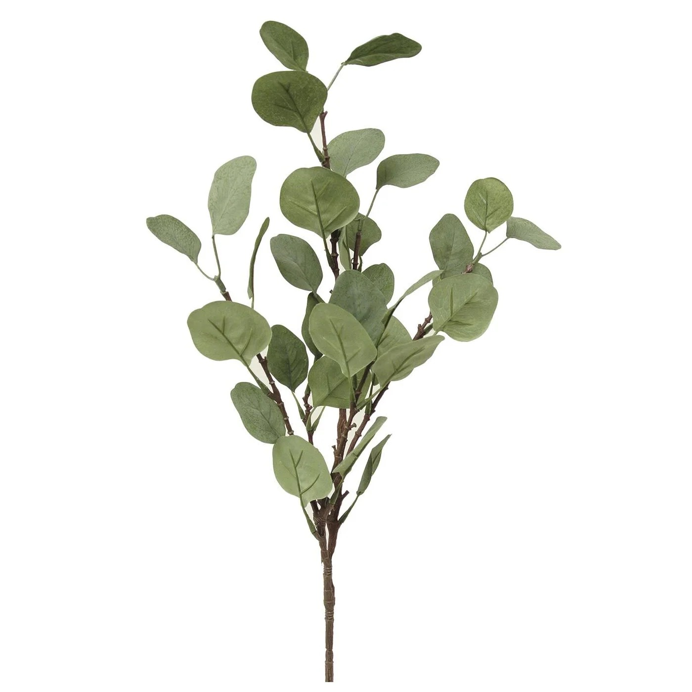 Eucalyptus, Silver Dollar Branch