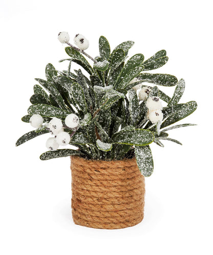 Mistletoe Potted Leaf Plant