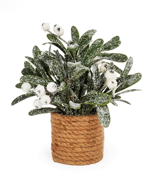 Mistletoe Potted Leaf Plant