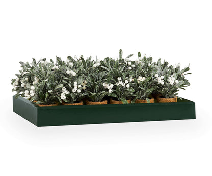 Mistletoe Potted Leaf Plant