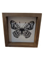 Square Framed Insect Art