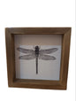 Square Framed Insect Art