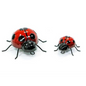 Decorative Metal Lady Bug Set