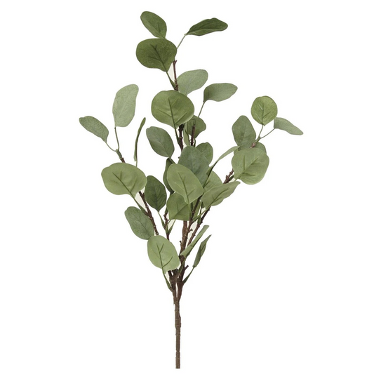 Eucalyptus, Silver Dollar Branch
